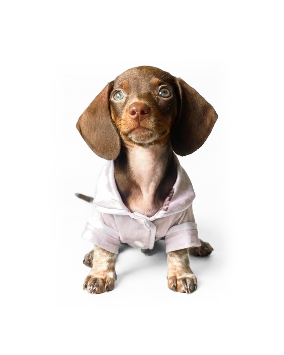 Pijama Americano Pet - Especial para Dachshund