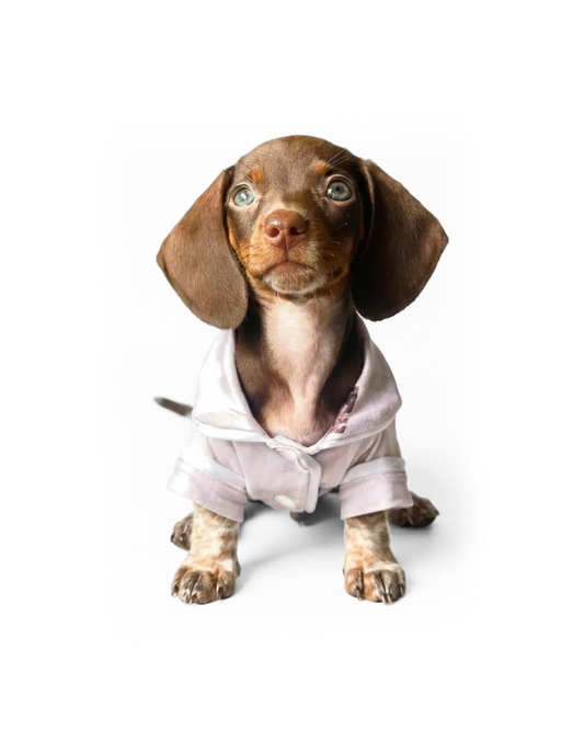 Pijama Americano Pet - Especial para Dachshund