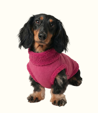 Roupa Pet Dachshund Canelada - Pitaya
