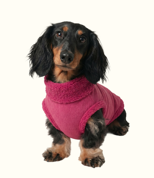 Roupa Pet Dachshund Canelada - Pitaya