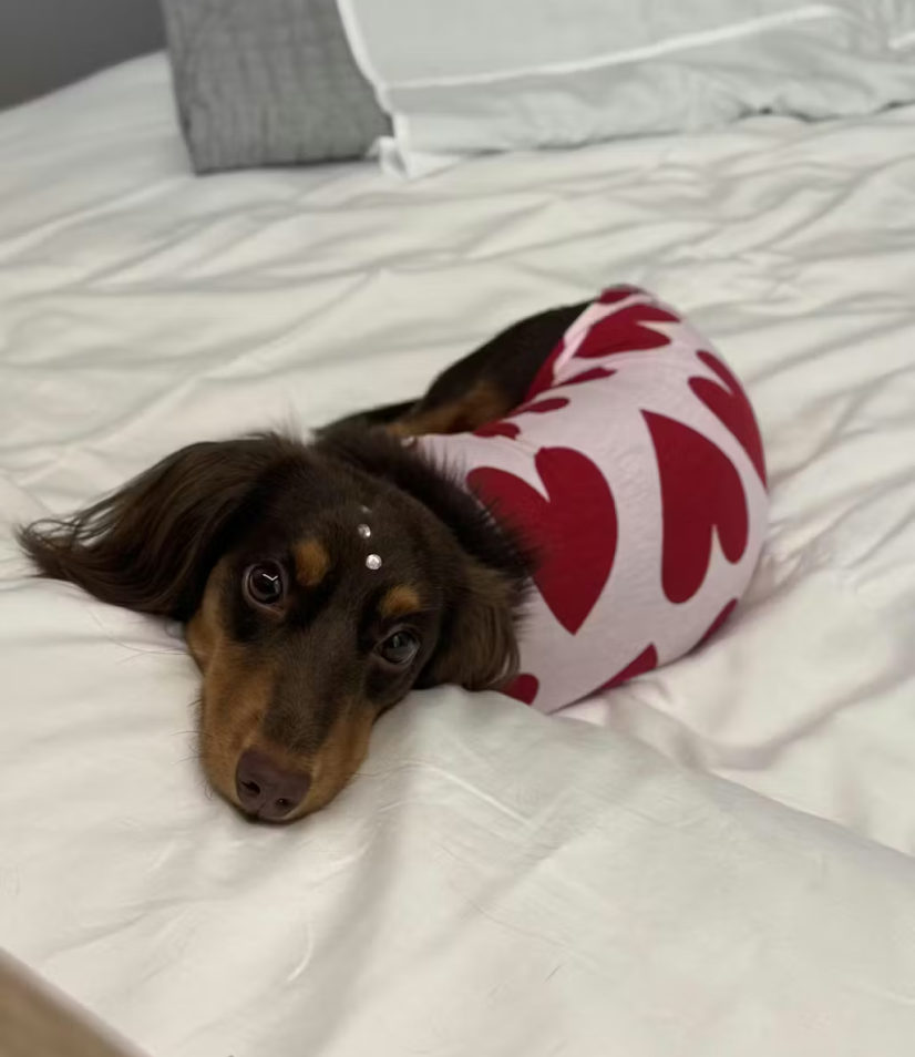 Camisa pet corações - Modelagem Dachshund